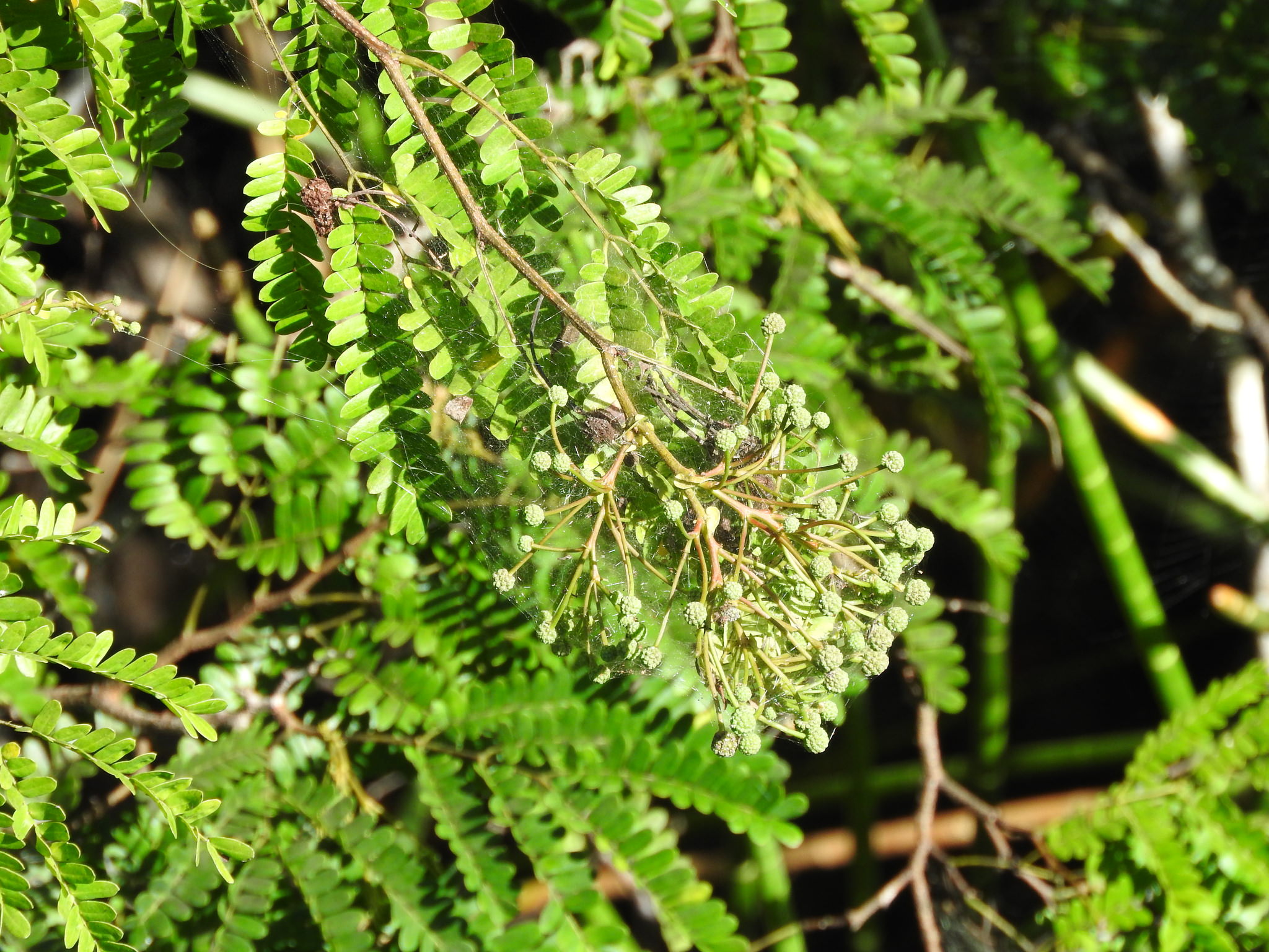 Lysiloma latisiliquum